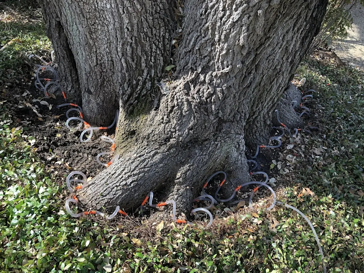 Detailed Tree Cabling and Bracing job site in Farmland