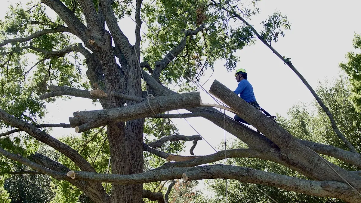 Professional Hazardous Tree Removal performed by certified arborists in Farmland
